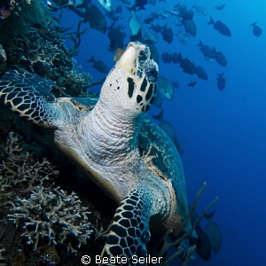 There are fish in the sky ! by Beate Seiler 